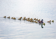 A goose and goslings