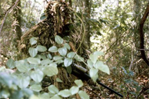 A U.S. Marine sniper wearing sniper camouflage gear known as a "ghillie" suit