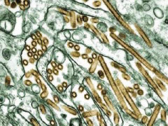 The H5N1 virus (in gold)