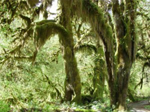 The Hall of Mosses Trail in the Hoh Rain Forest