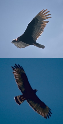 A Turkey Vulture and its mimic, a Zone-Tailed Hawk