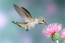 A hummingbird feeding on the nectar of a flower