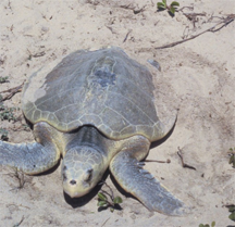 A Kemp's Ridley sea turtle (Lepidochelys kempi), ashore, probably to lay eggs