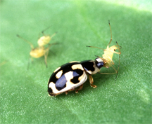 A P-14 lady beetle devours a pea aphid