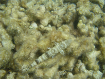 A lizardfish in a typical pose