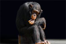 A lonely chimpanzee