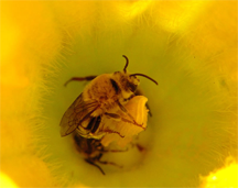Male peponapis pruinosa — one of the "squash bees."