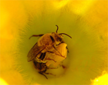 Male "peponapis pruinosa" — one of the "squash bees."