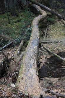 A dead Manchurian Ash