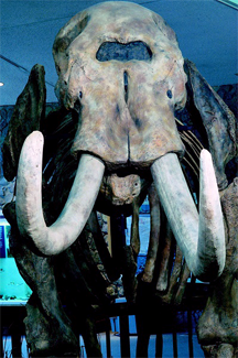 A Mastodon skeleton