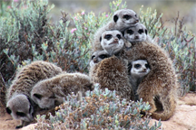 A meeting of meerkats