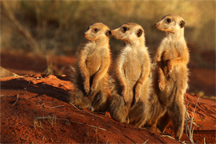 Meerkats (Suricata suricatta), Tswalu Kalahari Reserve, South Africa