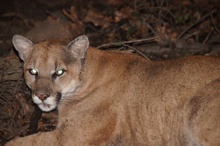 An adult male mountain lion captured by biologists