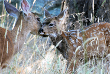 A well-camouflaged mule deer being attended to by its mother