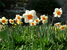 Daffodils of the variety Narcissus 'Barrett Browning'