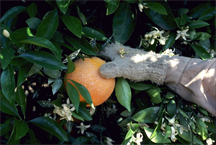 Shaking an orange tree