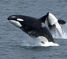 Two orcas