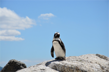 Penguins look before they leap