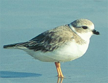 The piping plover, a threatened species of shore bird