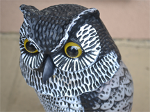 A plastic owl, used as a deterrent of unwanted birds and rodents