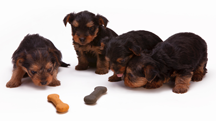 Puppies waiting intently for a shot at the treat