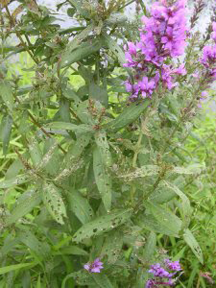 Damage to Purple Loosestrife due to feeding by the galerucella beetle