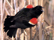 Male Red-Winged Blackbird displaying during breeding season