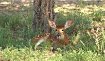 A fawn resting in sunlight-speckled high grass