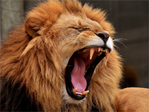 A roaring lion, a metaphor for what can happen when comments on the work of another lead to toxic conflict