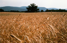 A field of Cereal Rye