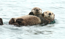 A sea otter and pup