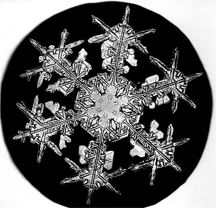 A picture of a Snow Crystal taken by Wilson Bentley, "The Snowflake Man"