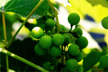 Unripe grapes that are probably sour