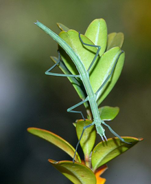 Spanish Walking Stick insect (Leptynia hispanica)