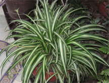 A spider plant, chlorophytum comosum.