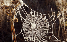 A frost-covered spider web