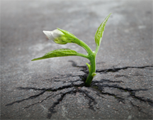 A sprout coming up in asphalt