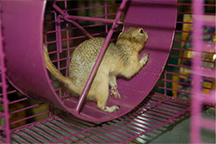 A squirrel running a cage
