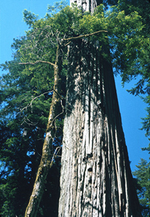 Two redwoods in the Stout Memorial Grove of the Jedediah Smith Redwoods State Park in California