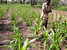 A field of corn severely stunted by drought