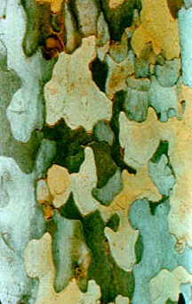 The bark of the American Sycamore