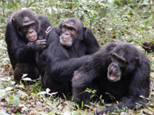 Three adult male chimpanzees during a grooming session