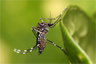 Aedes aegypti mosquito in Dar es Salaam, Tanzania