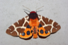 The Garden Tiger moth, Arctia caja