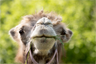 A Bactrian camel