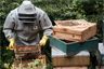 A beekeeper at work, wearing safety equipment