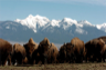 Bison on the U.S. National Bison Range in Montana