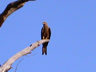 A black kite, a species of hawk