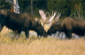Bull moose sparring in Grand Teton National Park