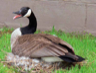 A Canada Goose nesting